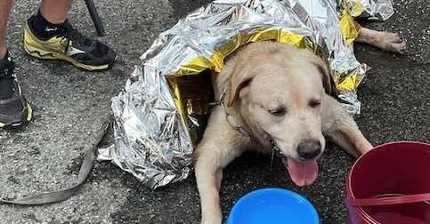 Un Labrador anziano è stato salvato a Venaria Reale dopo essere stato costretto a camminare sull’asfalto bollente. Ora è al sicuro grazie all’intervento di 118, carabinieri e volontari